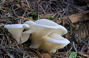 吃平菇會(huì)中毒嗎？平菇吃了會(huì)中毒嗎？