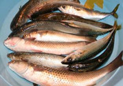 桂魚(yú)是海魚(yú)嗎?桂魚(yú)是淡水魚(yú)還是海魚(yú)?