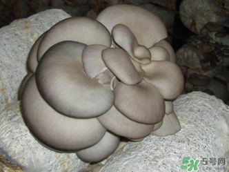 平菇是什么樣子？平菇是怎么長出來的？