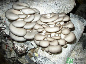 平菇是什么樣子？平菇是怎么長出來的？