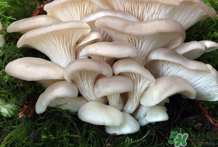 坐月子能吃平菇嗎？坐月子能不能吃平菇？