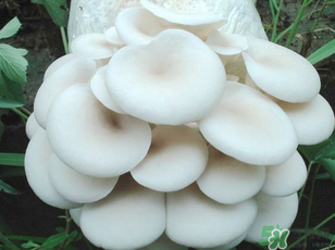 坐月子能吃平菇嗎？坐月子能不能吃平菇？