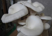 坐月子能吃平菇嗎？坐月子能不能吃平菇？