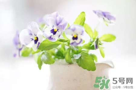 冬天陽臺種什么植物好？冬天種什么植物好養(yǎng)活？