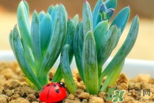 冬天陽臺種什么植物好？冬天種什么植物好養(yǎng)活？