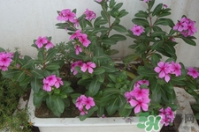 冬天陽臺種什么植物好？冬天種什么植物好養(yǎng)活？