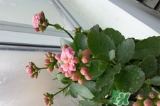 冬天陽臺種什么植物好？冬天種什么植物好養(yǎng)活？