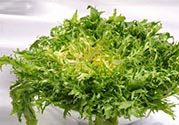 苦菊可以減肥嗎？苦菊怎么吃可以減肥？