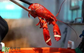冬天有小龍蝦嗎？冬天吃小龍蝦好嗎？