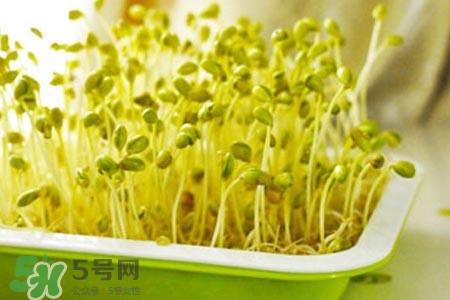冬天可以發(fā)豆芽嗎？冬天怎樣發(fā)黃豆芽？