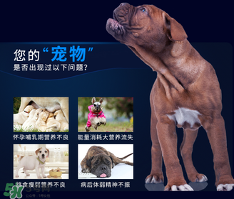 狗狗營(yíng)養(yǎng)膏一天吃幾次？狗狗營(yíng)養(yǎng)膏一天喂多少？