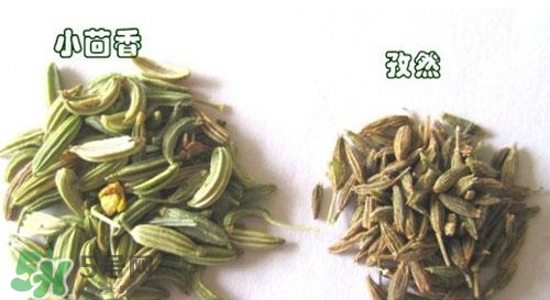 小茴香是孜然嗎？小茴香和孜然的區(qū)別