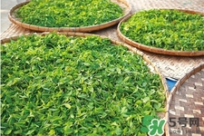 口含茶葉能治口臭嗎？口含茶葉有什么作用？