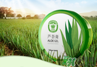 雅麗潔蘆薈膠多少錢(qián)？雅麗潔蘆薈膠好不好？
