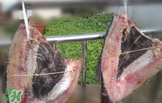 新鮮魚怎么腌制咸魚塊？咸魚塊怎么腌制