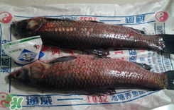 新鮮魚怎么腌制咸魚塊？咸魚塊怎么腌制