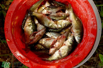 腌魚用什么容器？腌魚用什么裝？