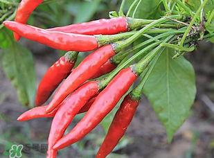 辣椒變紅能吃嗎？辣椒為什么會變紅？