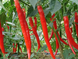 辣椒變紅能吃嗎？辣椒為什么會變紅？