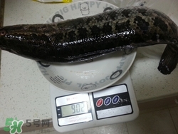一斤魚可以做多少魚丸？一斤魚可以做幾個魚丸？