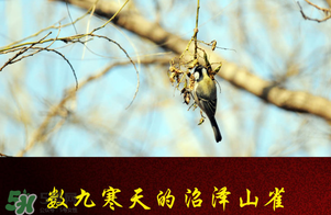 2017年三九四九是什么時(shí)候？2017年四九是哪天？