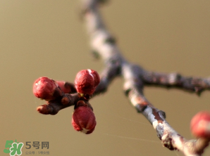 六九是幾號(hào)？2017年六九是哪天？
