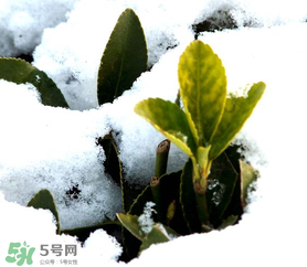 小寒是幾九？2017年小寒是幾九？