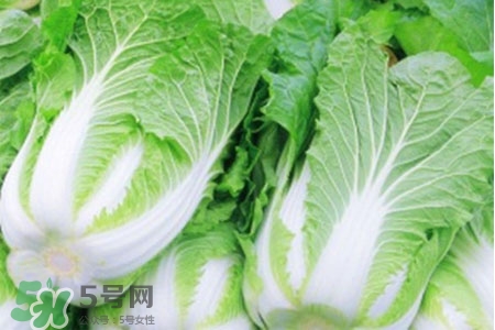 2017過年白菜會漲價嗎？2017年春節(jié)白菜價格預(yù)測