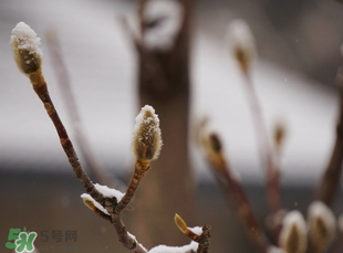 七九是哪一天？2017年七九是哪天？