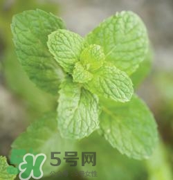 有狐臭不能吃什么食物？有狐臭的人不能吃什么