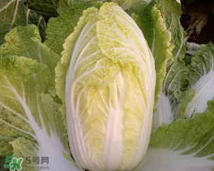 白菜葉子上的小黑點是什么？白菜葉子上有黑點能吃嗎？