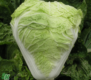 白菜葉子上的小黑點是什么？白菜葉子上有黑點能吃嗎？