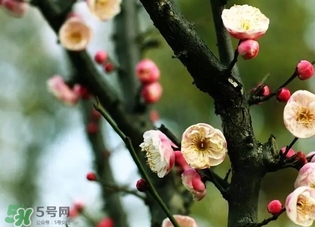 正月是臘月嗎？正月和臘月是幾月？
