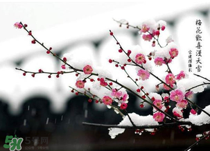 梅花可以放臥室嗎？梅花放在臥室風水好嗎？