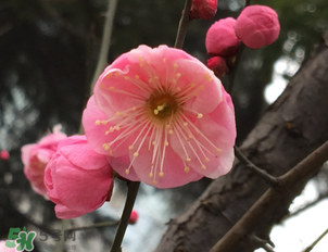 梅花可以放臥室嗎？梅花放在臥室風水好嗎？