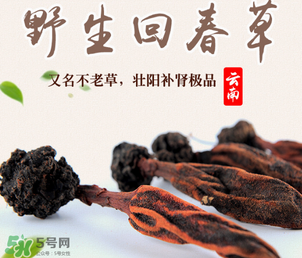 回春草多少錢一斤？回春草多少錢一克？