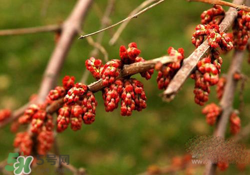 高血脂泡腳用什么藥好？高血脂用什么藥泡腳？