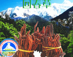 回春草多少錢一斤？回春草多少錢一克？
