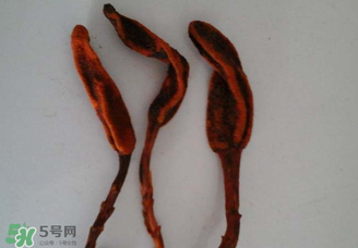 回春草有什么功效？回春草的功效與作用 