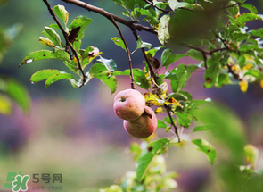 野蘋(píng)果可以泡酒嗎？野蘋(píng)果泡酒有什么功效？