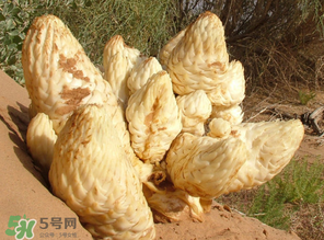 鎖陽和肉蓯蓉一起泡酒可以嗎？肉蓯蓉和鎖陽的區(qū)別