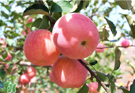 面蘋果和脆蘋果有什么區(qū)別？面蘋果和脆蘋果哪個(gè)營養(yǎng)大？
