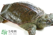 有乙肝可以吃甲魚嗎？乙肝患者禁吃甲魚