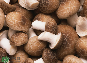 一歲寶寶可以吃香菇嗎？寶寶多大可以吃香菇？