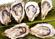 生蠔多少錢一斤？生蠔一斤有幾個？