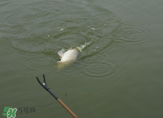 立春能釣魚(yú)嗎？立春好釣魚(yú)嗎？