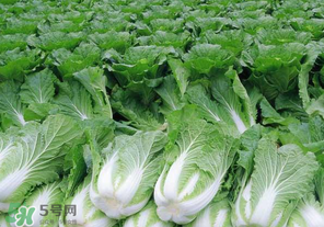 臘月吃什么蔬菜？臘月吃什么素菜？