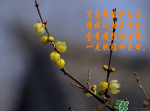 臘月有什么時候好日子？臘月有幾個黃道吉日？