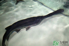 鴨嘴魚多少錢一斤？野生鴨嘴魚多少錢一斤？