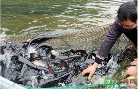 鴨嘴魚多少錢一斤？野生鴨嘴魚多少錢一斤？
